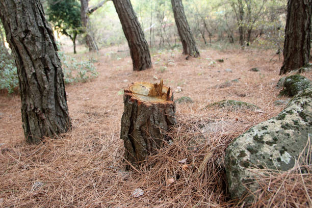 Best Tree Removal Service  in Telluride, CO