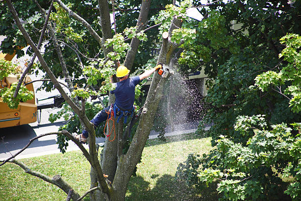 Leaf Removal in Telluride, CO