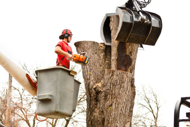 Best Tree Cabling and Bracing  in Telluride, CO